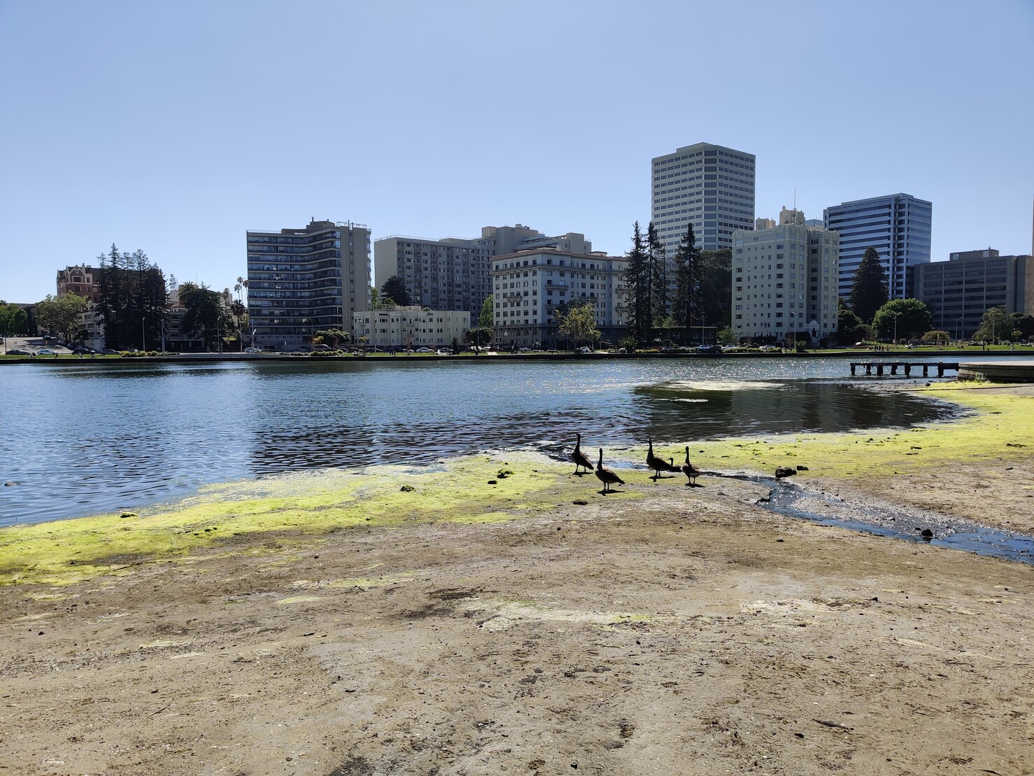 Some ducks, algae and Oakland buildings in the background at Lake Merritt