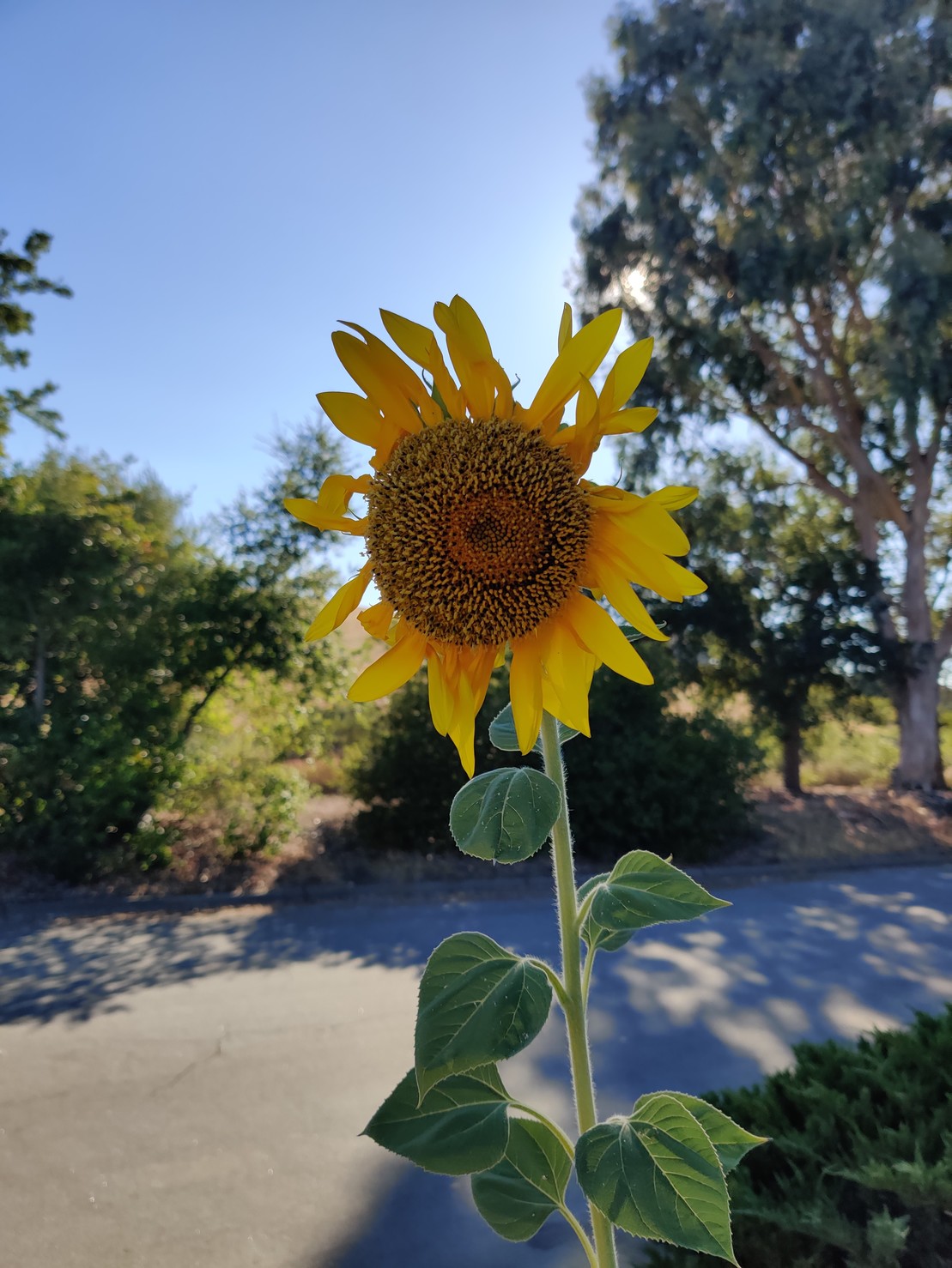 A sunflower, which is in front of a tree, which is in front of the sun.